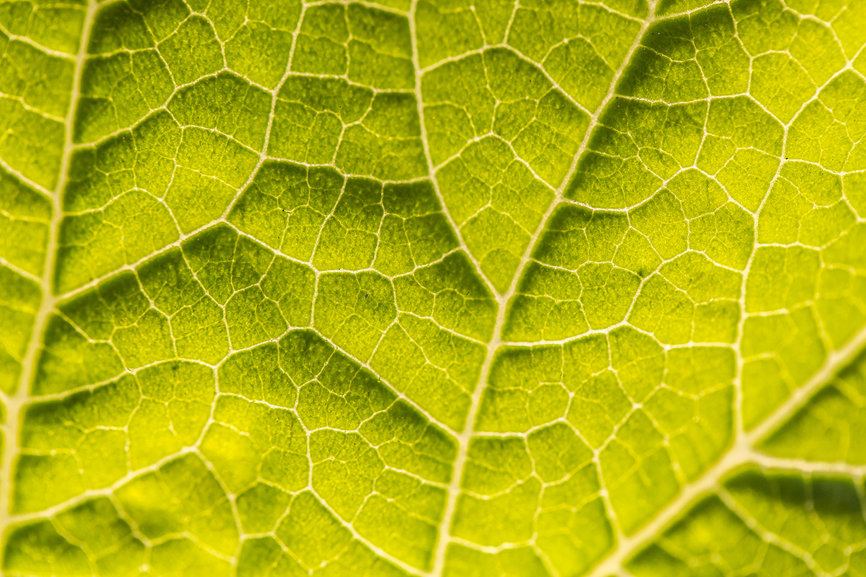  Leaf up close 