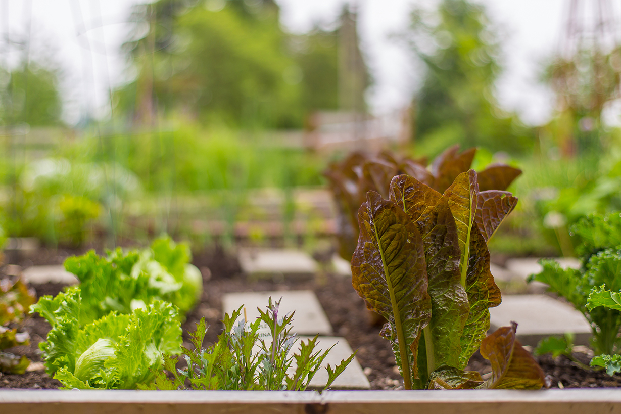  Leaves of lettuce. 