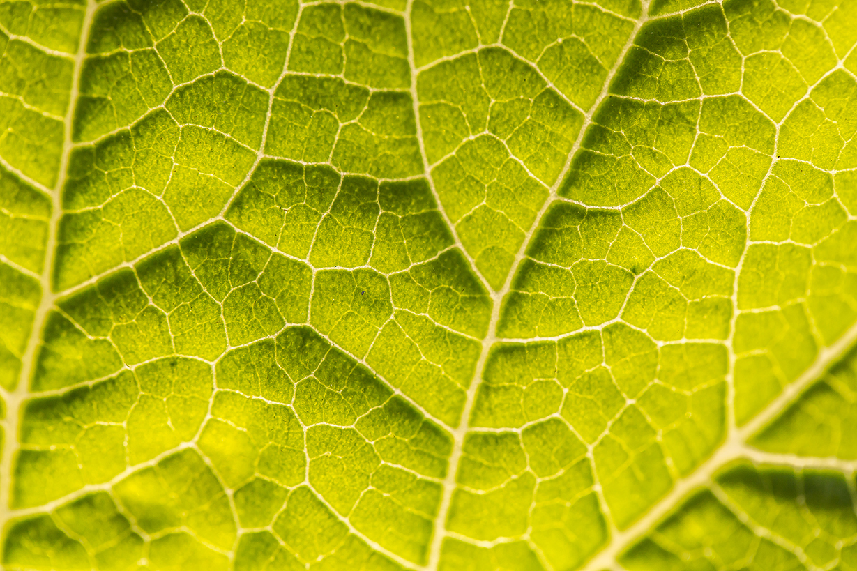  photo of leaf 