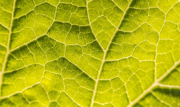 photo of leaf