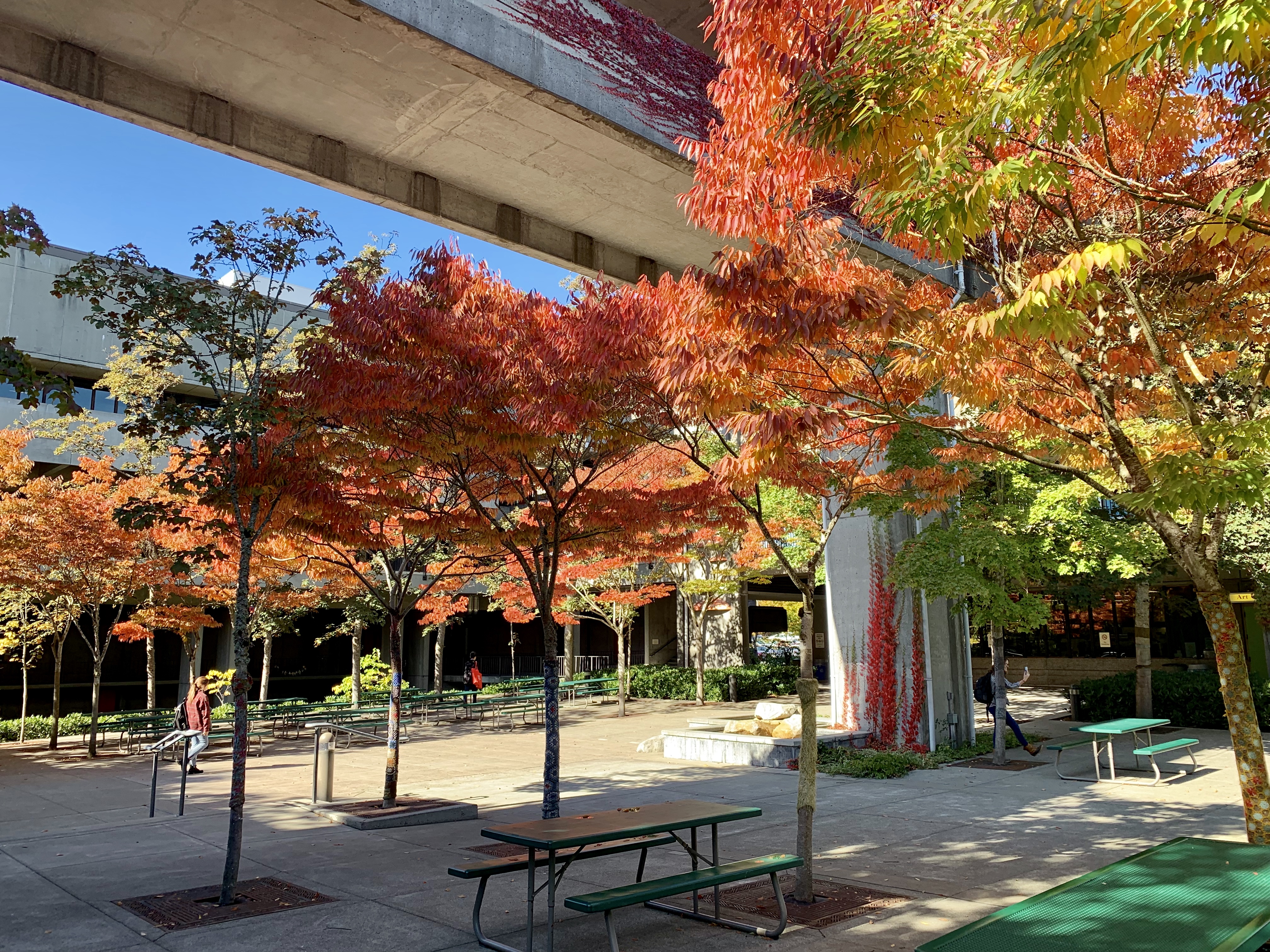 North Seattle College Courtyard with fall leaves on trees