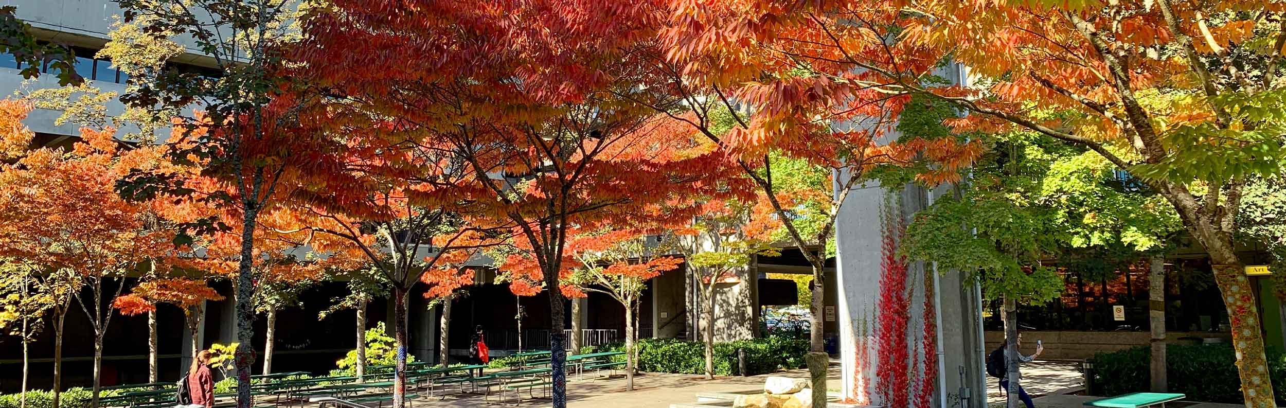  Red, orange, green leaves on trees with students walking in background 