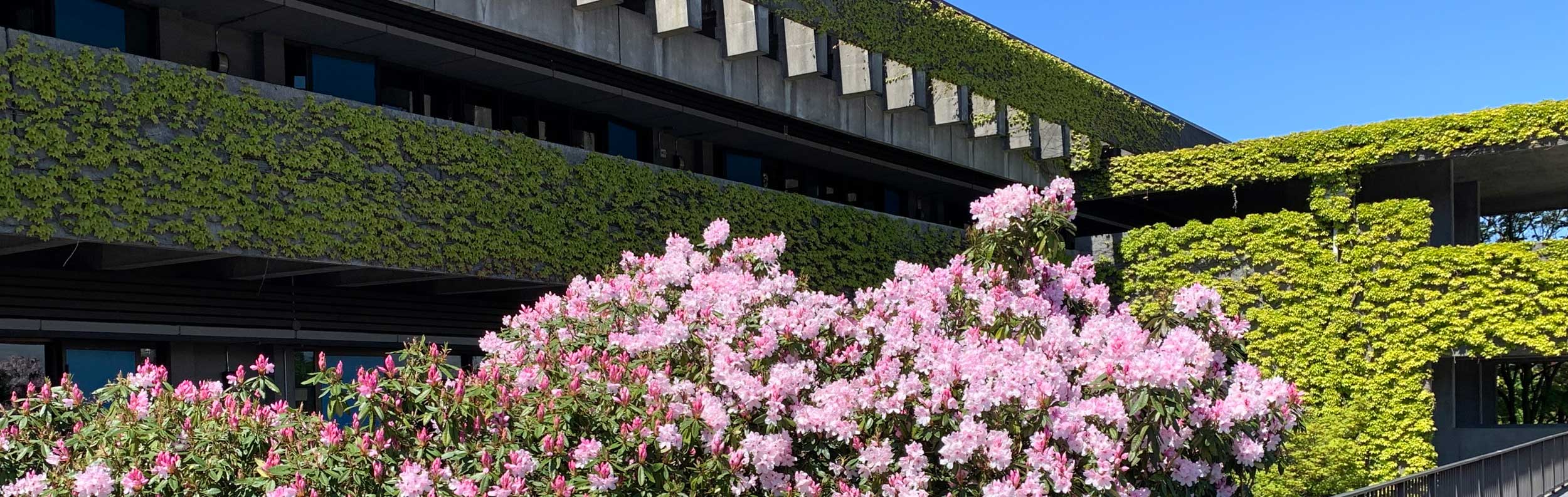  pink flowers and green ivy on building 