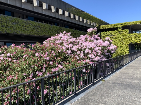 Pink flowers at North Seattle College